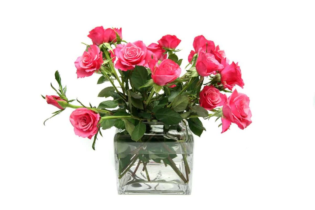 How Long Do Roses Last In A Vase? Maine News Online