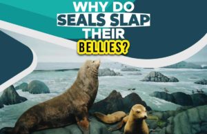 Why Do Seals Slap Their Bellies? Why Do Seals Slap Their Bellies