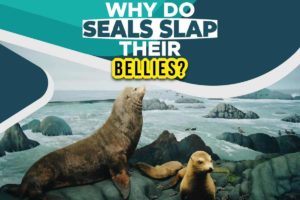 Why Do Seals Slap Their Bellies