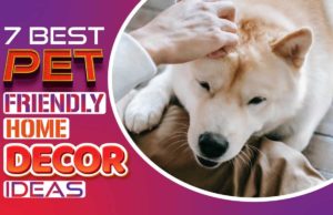 7 Best Pet Friendly Home Decor Ideas 7 best pet friendly home decor ideas