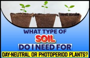 What Type Of Soil Do I Need For Day-neutral Or Photoperiod Plants?