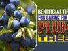 Beneficial Tips For Caring For A Plum Tree Beneficial Tips for Caring for a Plum Tree