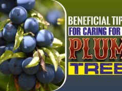 Beneficial Tips For Caring For A Plum Tree Beneficial Tips for Caring for a Plum Tree
