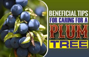 Beneficial Tips For Caring For A Plum Tree Beneficial Tips for Caring for a Plum Tree