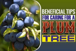 Beneficial Tips for Caring for a Plum Tree