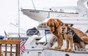 Calming Treats For Dogs: Do They Work? How To Deal With Dog Anxiety How To Deal With Dog Anxiety