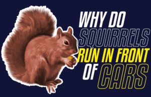 Why Do Squirrels Run In Front Of Cars? The Survival Instinct Why Do Squirrels Run In Front Of Cars