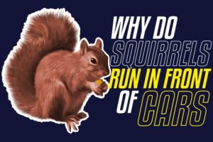 Why Do Squirrels Run In Front Of Cars