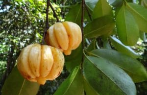 Natural Supplements To Boost Your Health Natural Supplements To Boost Your Health