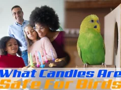 What Candles Are Safe For Birds What Candles Are Safe For Birds.