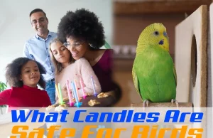 What Candles Are Safe For Birds What Candles Are Safe For Birds.