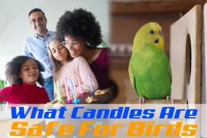 What Candles Are Safe For Birds.