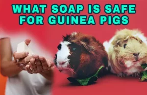 What Soap Is Safe For Guinea Pigs? Sope Information On Guinea Pig Cleaning What Soap Is Safe For Guinea Pigs
