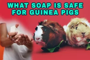 What Soap Is Safe For Guinea Pigs