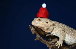 12 Amazing Facts About Bearded Dragon 12 Amazing Facts About Bearded Dragon