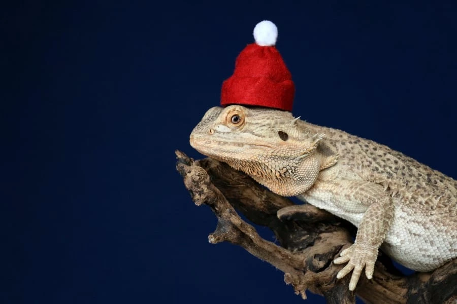 12 Amazing Facts About Bearded Dragon