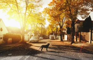 7 Reasons To Move To The Suburbs This Year 7 Reasons To Move To The Suburbs This Year