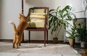 Few Tips To Keep In Mind When Renting An Apartment With A Pet Few Tips To Keep In Mind When Renting An Apartment With A Pet