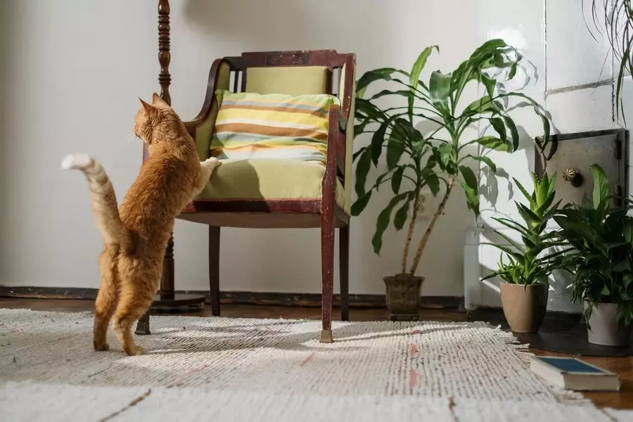 Few Tips To Keep In Mind When Renting An Apartment With A Pet