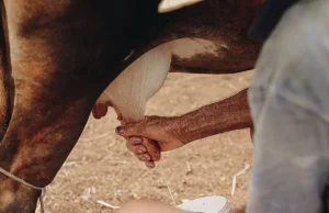 What To Know About Portable Milking Machines What To Know About Portable Milking Machines