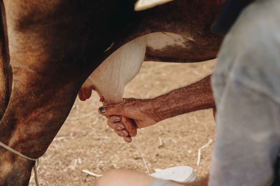 What To Know About Portable Milking Machines