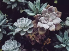 Why Is My Succulent Turning Brown? Why Is My Succulent Turning Brown