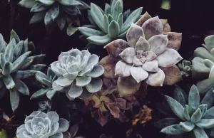 Why Is My Succulent Turning Brown? Why Is My Succulent Turning Brown