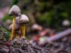 How To Get Rid Of Mushrooms In Yard How To Get Rid Of Mushrooms In Yard