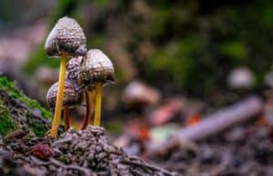 How To Get Rid Of Mushrooms In Yard How To Get Rid Of Mushrooms In Yard