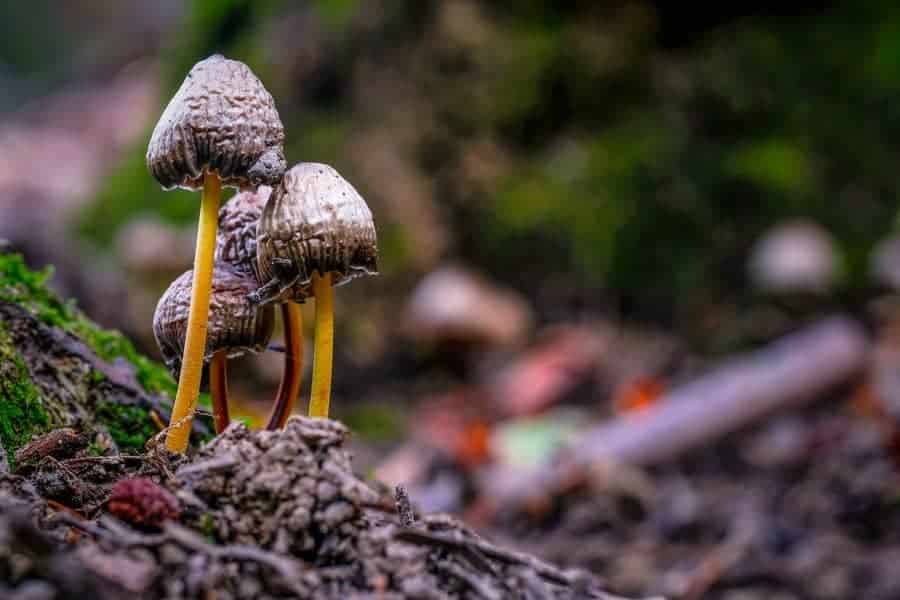 How To Get Rid Of Mushrooms In Yard