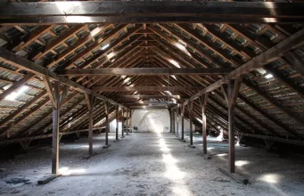 Can Wildlife Cause An Attic Damage; Can You Repair It? Can Wildlife Cause An Attic Damage