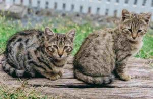 Can Cats Be Autistic Can Cats Be Autistic