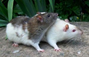 How To Get Mouse Trap Glue Off How To Get Mouse Trap Glue Off