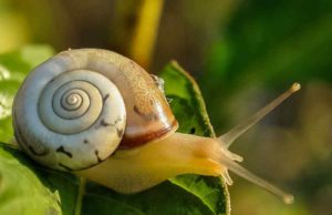 How To Get Rid Of Slugs In The House How To Get Rid Of Slugs In The House