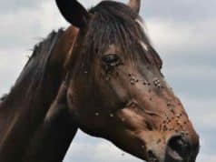 How To Keep Horse Flies Away From Your Pool How To Keep Horse Flies Away From Your Pool