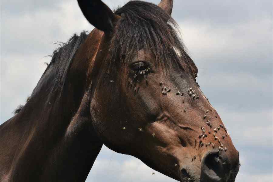 How To Keep Horse Flies Away From Your Pool