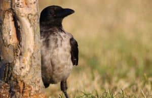 Is A Magpie A Crow Is A Magpie A Crow