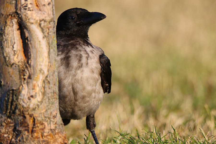 Is A Magpie A Crow