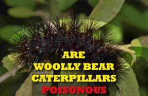 Are Woolly Bear Caterpillars Poisonous Are Woolly Bear Caterpillars Poisonous