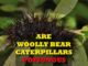 Are Woolly Bear Caterpillars Poisonous Are Woolly Bear Caterpillars Poisonous