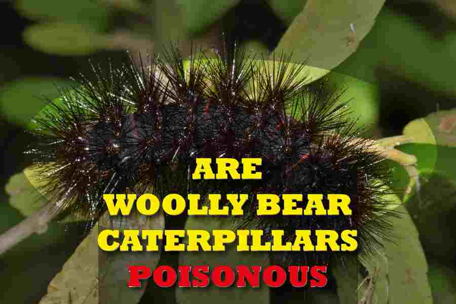 Are Woolly Bear Caterpillars Poisonous