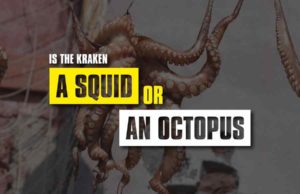 Is the Kraken A Squid Or An Octopus Is the Kraken A Squid Or An Octopus