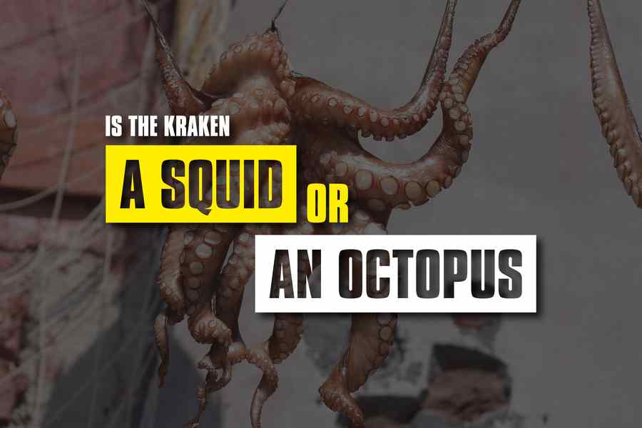 Is the Kraken A Squid Or An Octopus