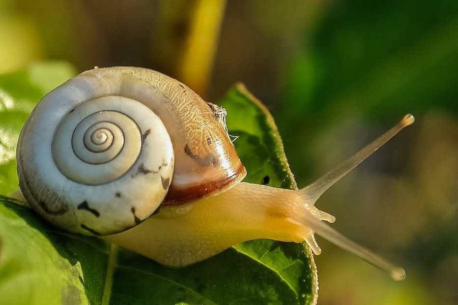 Why Are Snails Slow