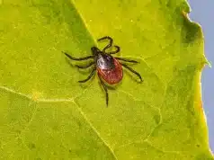 Crop Disease: Identify, Protect, And Prevent Future Infestations Crop Disease