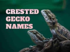 400 Crested Gecko Names: Popular And Unique Ideas For Naming Your New Pet Crested Gecko Names