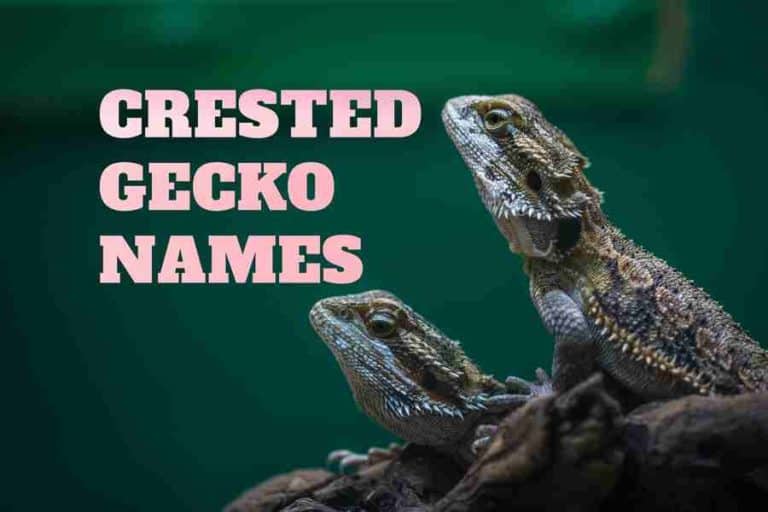 400 Crested Gecko Names Popular And Unique Ideas For Naming Your New Pet
