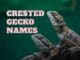 400 Crested Gecko Names: Popular And Unique Ideas For Naming Your New Pet Crested Gecko Names