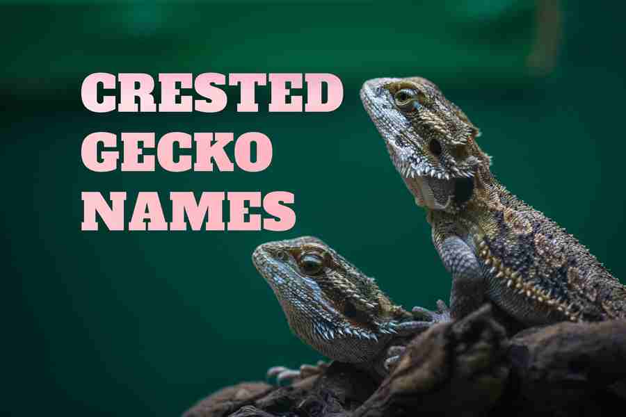 Crested Gecko Names