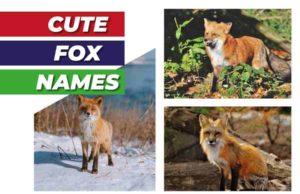 250 Cute Fox Names: Tips, Ideas, And Fifty Adorable And Original Names For Your Pet Fox Cute Fox Names